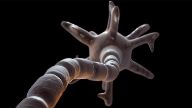 Free Neuron Myelinated Neuron photo and picture