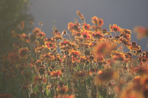 Free Daisies Beautiful Flowers photo and picture