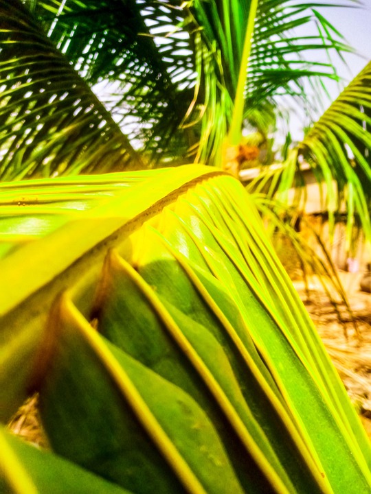 Alam Kelapa Ranting - Foto gratis di Pixabay - Pixabay