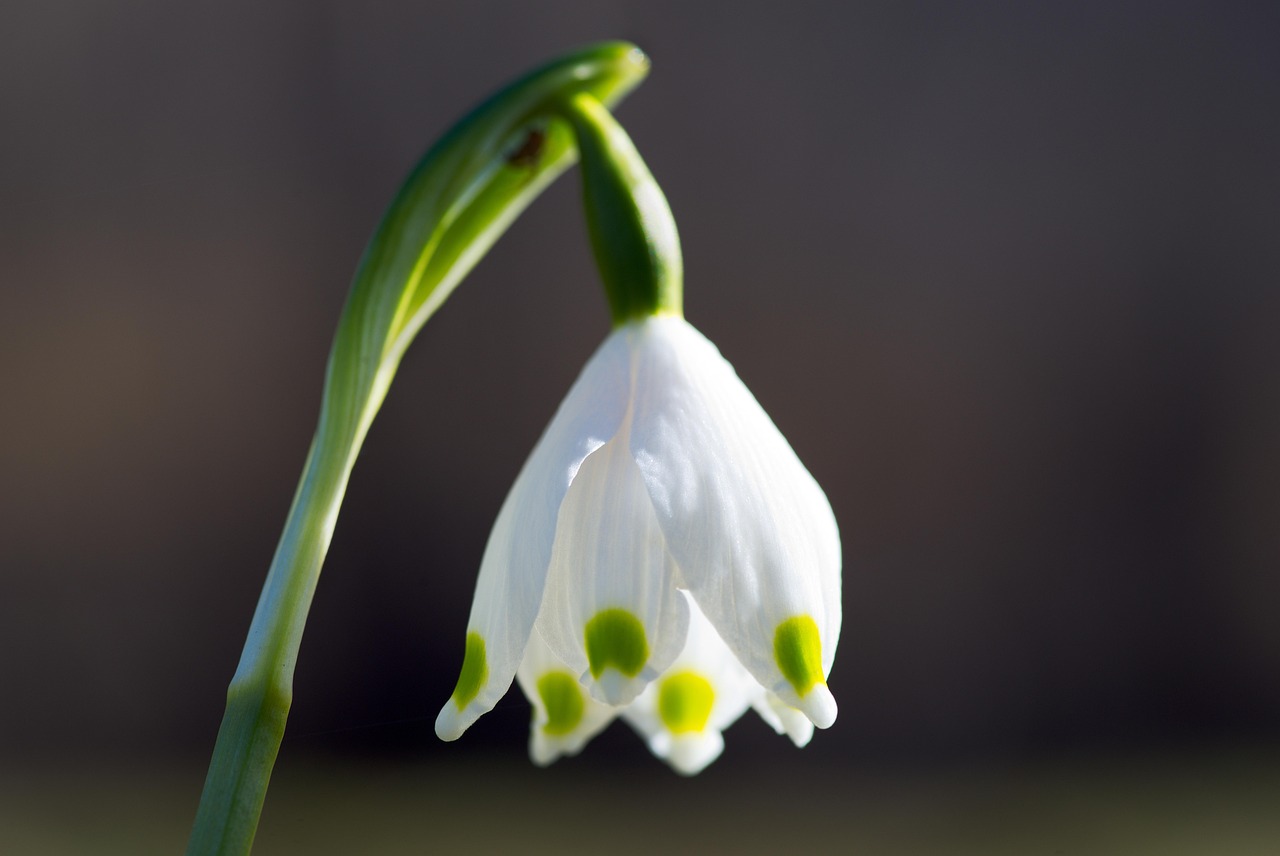 One Snowflake In Spring Spring Snowflake Flower Plant - Free photo on Pixabay - Pixabay