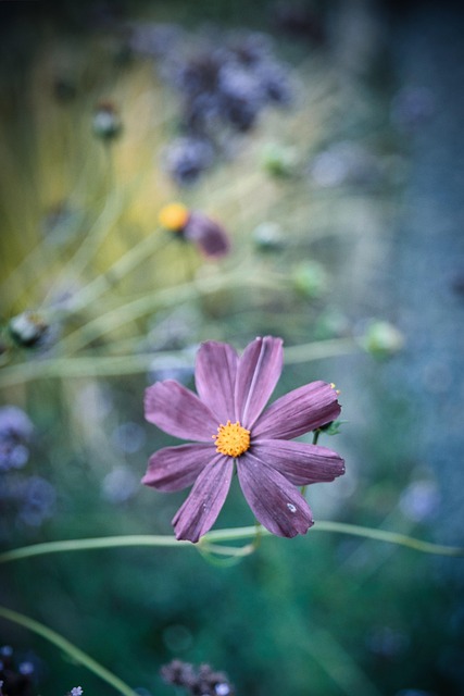 Blume, Blüte, Kosmos, Botanik, Natur
