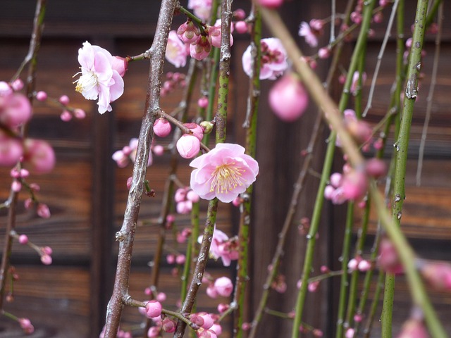 Free Plum Blossom Flowers photo and picture