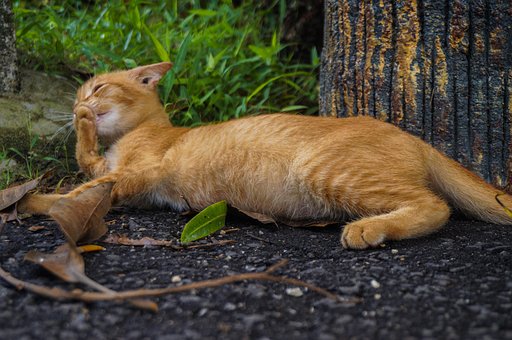 Free Cat Pet photo and picture