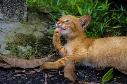 Free Cat Pet photo and picture