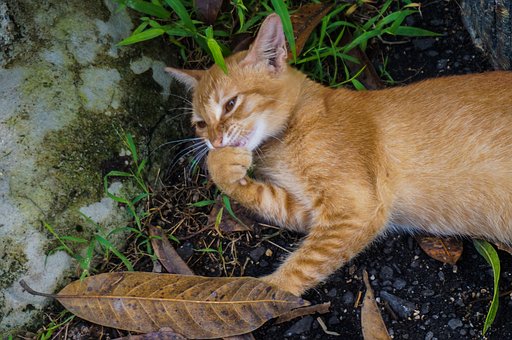Free Cat Pet photo and picture
