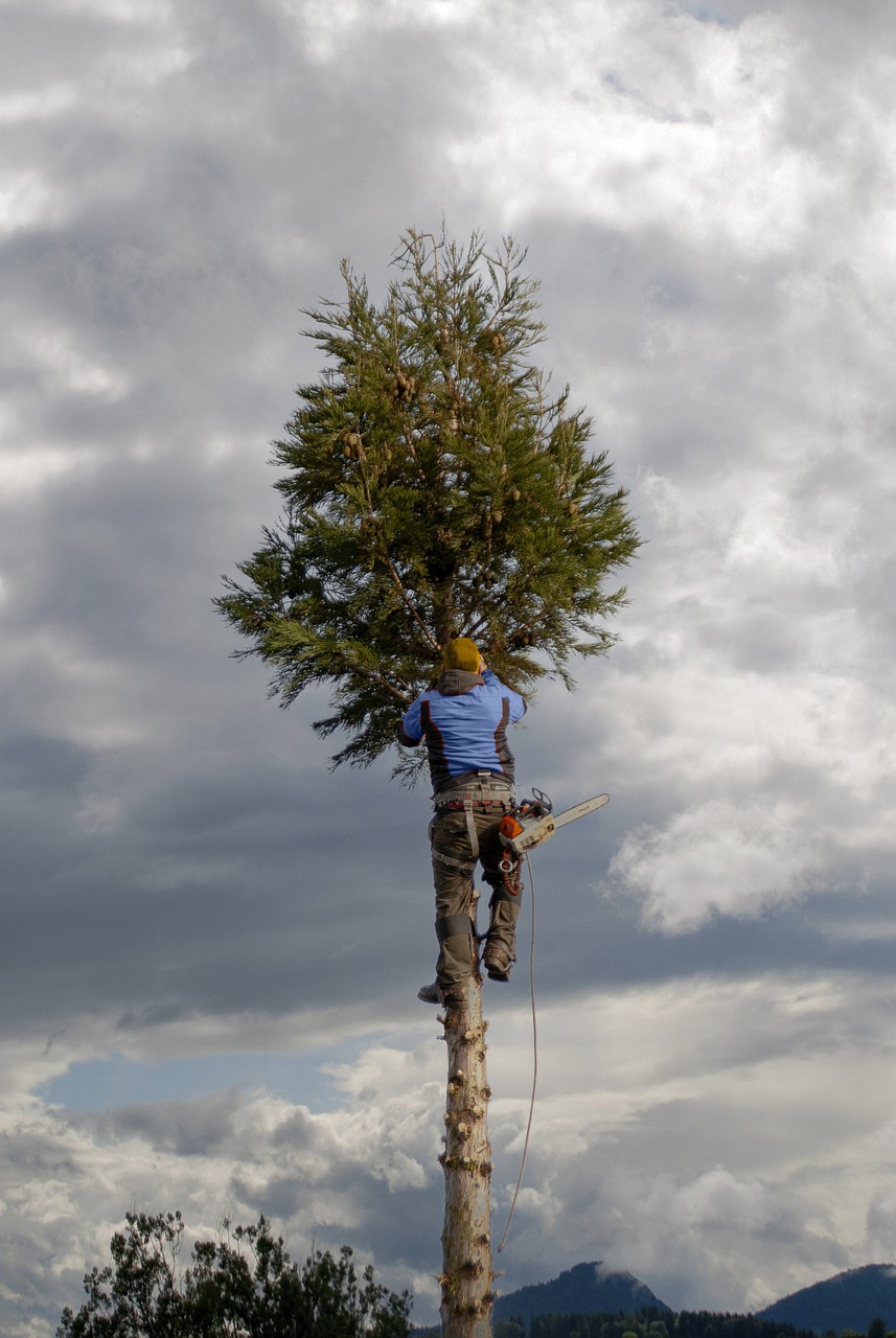 Tree Climbers Arborist Free photo on Pixabay Pixabay