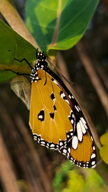 Schmetterling, Insekt