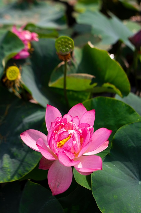 Lotus Fleur De - Photo gratuite sur Pixabay - Pixabay