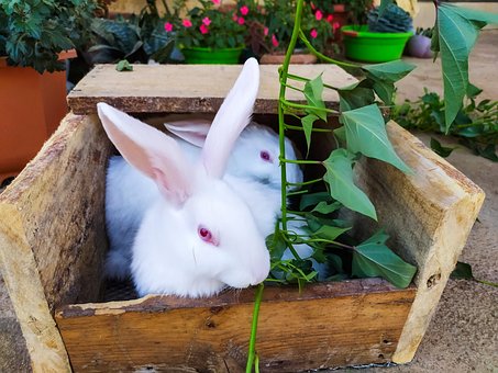 Hase, Niedlich, Tier, Natur, Fütterung