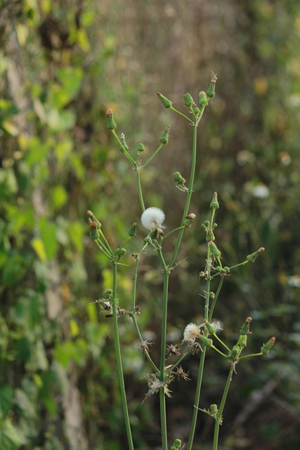 Free Flower Flora photo and picture