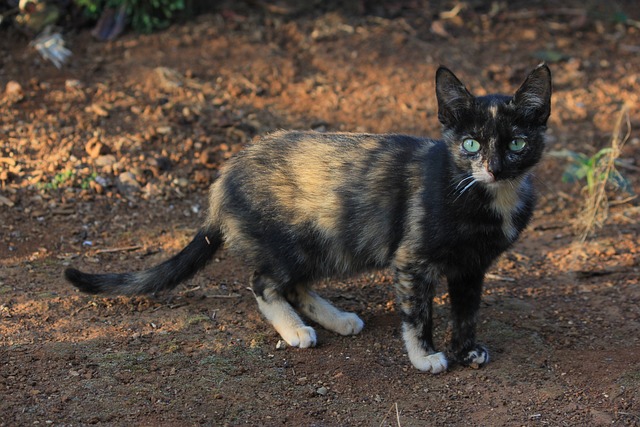 Free Cat Pet photo and picture