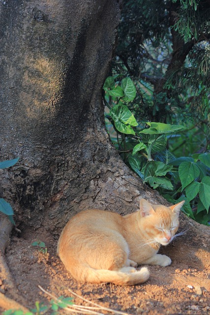 Free Cat Animal photo and picture
