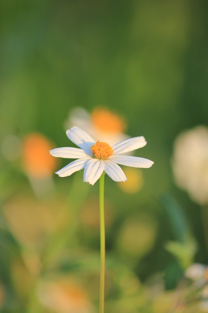 Free Daisy Flower photo and picture