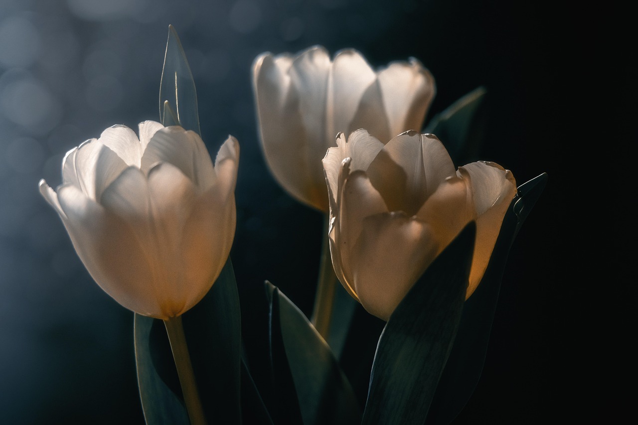 tulips-7030616_1280.jpg