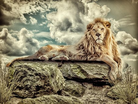 Free Photoshop Manupilatie Leeuw photo and picture
