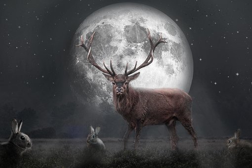 Free Red Deer Stag photo and picture