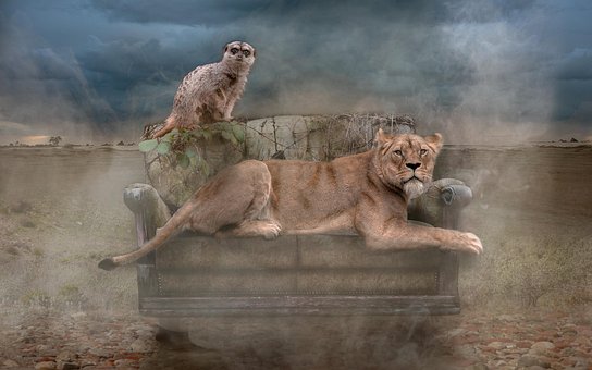 Free Lion Meerkat photo and picture