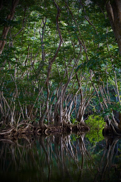 Free Mangroves River photo and picture