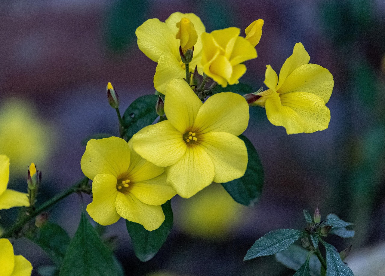 Yellow Flowers Spring Free photo on Pixabay Pixabay