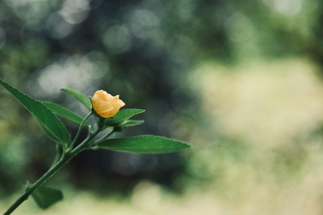 Free Flower Rose photo and picture