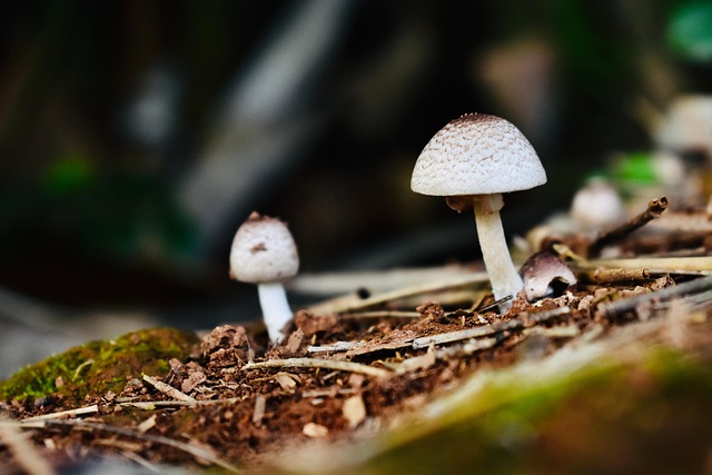 Free Mushrooms Fungi photo and picture