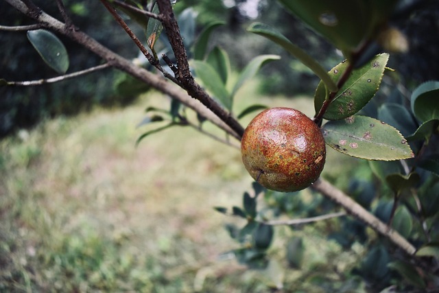 Free Plant Fruit photo and picture