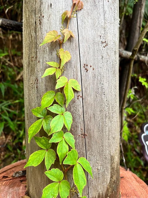Free Close Up Plant photo and picture