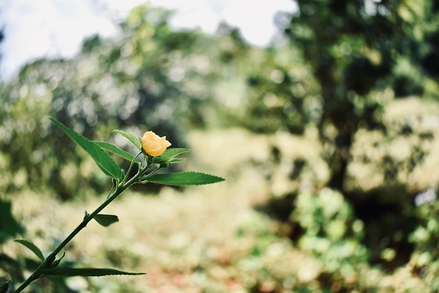 Free Flower Garden photo and picture