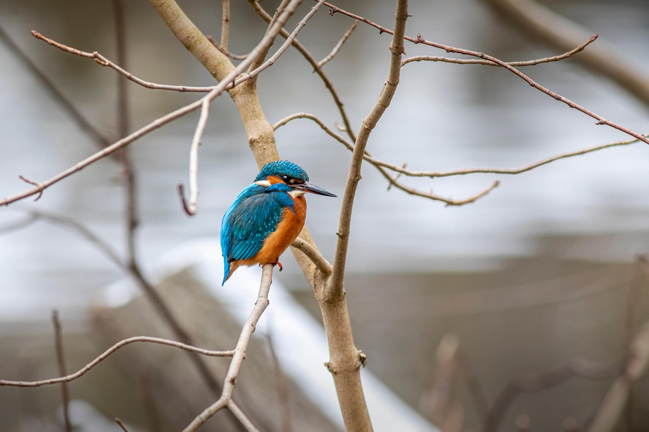 Kingfisher - free online jigsaw puzzle photo