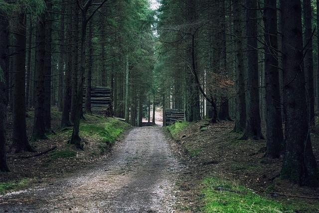 Skov, Træer, Natur, Ødemark, Udendørs