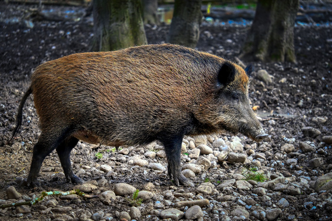700 Kostenlose Wildschwein Und Natur Bilder Pixabay 700 Kostenlose Wildschwein Und Natur Bilder Pixabay