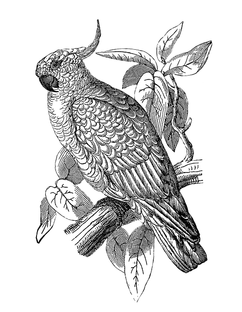 Download free HD stock image of Bird Cockatoo Free bird cockatoo parrot illustration