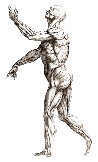 Free anatomical man body illustration