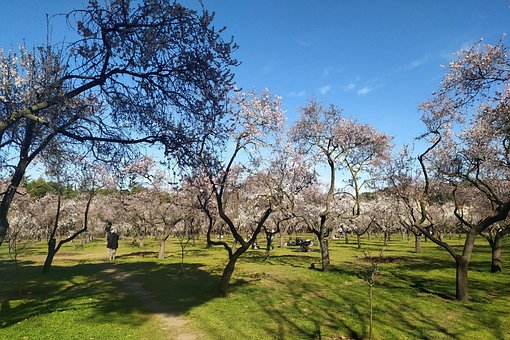 Mandeln, Parks, Gardens, Spanien