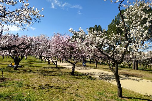 Amandelen, Parken, Tuinen, Spanje