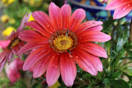 Free Flowers Nature photo and picture