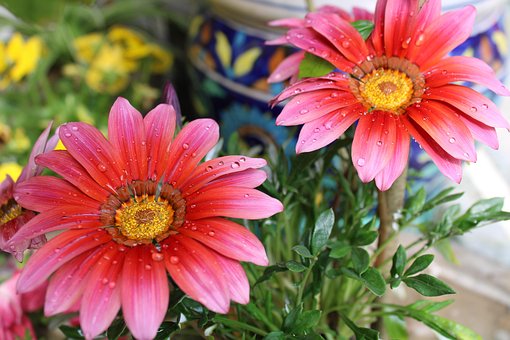 Free Flowers Flora photo and picture