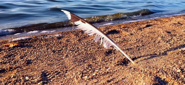 Pluma Plumaje Pájaro Foto gratis en Pixabay Pixabay