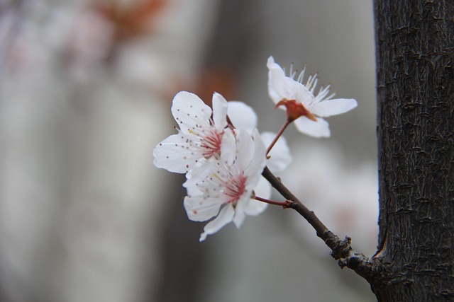 Flor Del Ciruelo, Invierno, Flor