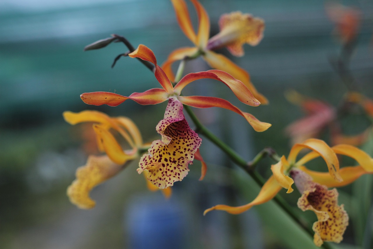 超过 100 张关于“Dendrobium Orchid”和“石斛兰”的免费图片 - Pixabay