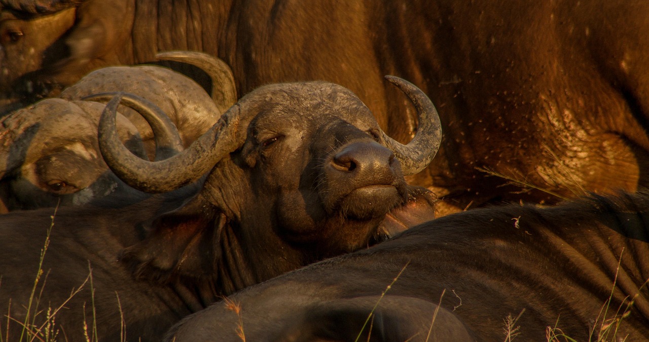 Buffalo - free online jigsaw puzzle photo