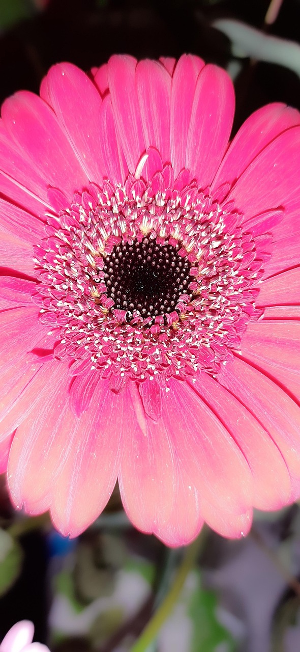 非洲菊 花卉 粉红色 - Pixabay上的免费照片 - Pixabay