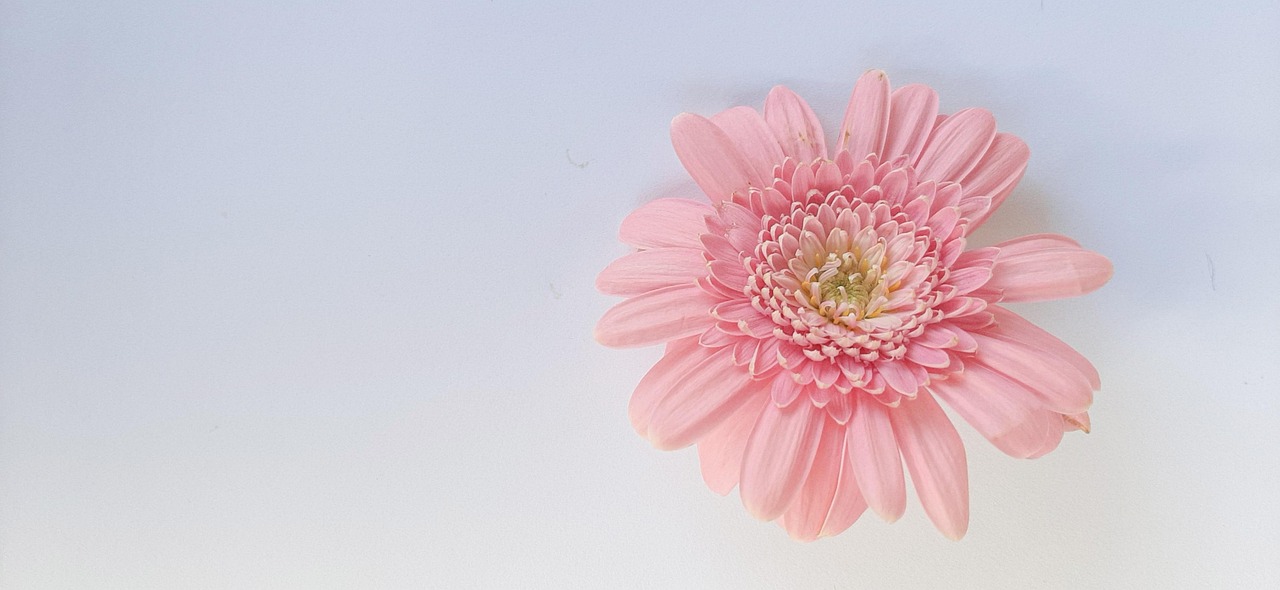 非洲菊 花卉 粉红色 - Pixabay上的免费照片 - Pixabay