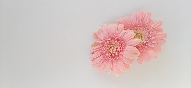 非洲菊 花卉 粉红色 - Pixabay上的免费照片 - Pixabay