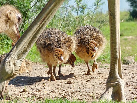 Strauß, Vögel, Küken, Baby Strauß
