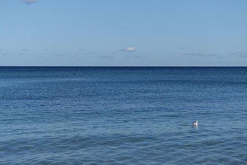 Free Sea Gull photo and picture