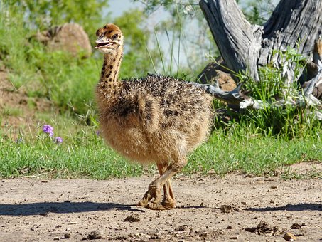Strauß, Vogel, Küken, Baby Strauß