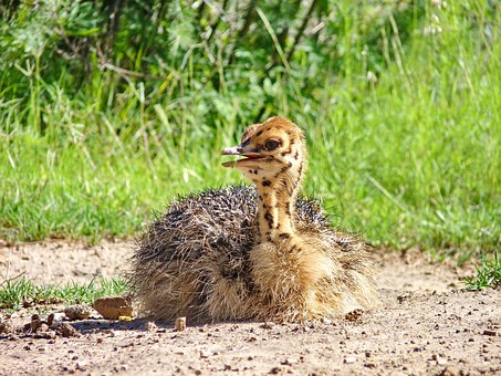 Strauß, Vogel, Küken, Baby Strauß