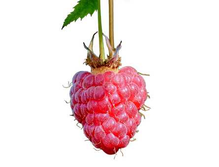 Framboos, Fruit, Eten, Vers, Gezond