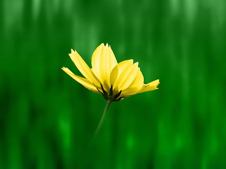 Cosmos, Papel Pintado De Flores, Flor